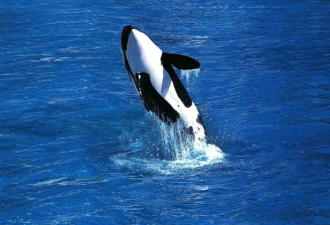 Killer Whale (orcinus orca), Adult Breaching