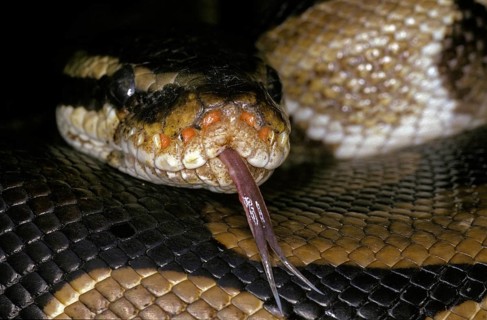 Royal Python (python regius), Head of Adult with Tongue out