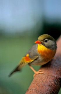 Red-billed leiothrix (Leiothrix lutea), China Sunbird, Chinese Sunbird, China Nightingale, Chinese