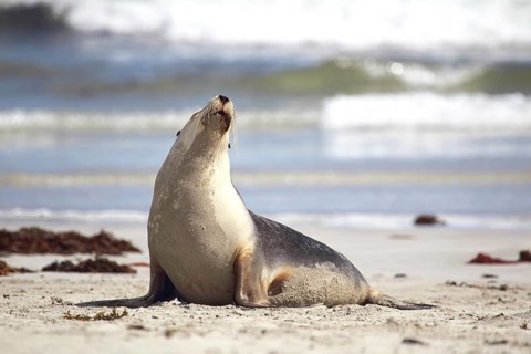Australian sea lion (Neophoca cinerea) on the beach of Seal Bay, Kangaroo Island, South Australia,