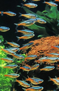 Neon Tetra (paracheirodon innesi)