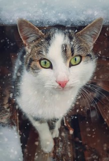 Winter season cat portrait. Close up kitten outdoor sheltering from snow. Beautiful kitty face,