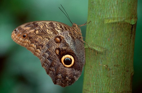Pale owl (Caligo memnon), page
