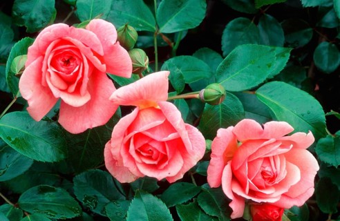 Climbing Rose 'Paul Noel', plants, rose family, Rosaceae, garden plant, shrubs, bush, shrubs,