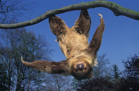 TWO-TEAMED SLOT (Choloepus didactylus) HANGS UP FROM THE BRANCH AGAINST BLUE HEAVEN