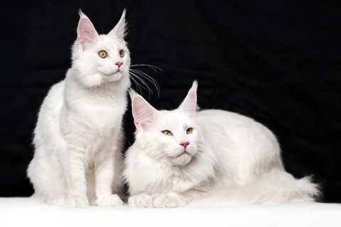Beautiful studio shot portrait of two American Forest Cats on black and white background. One white