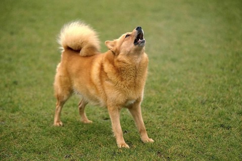 Finnish Spitz, adult standing on grass, barking