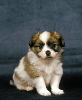 Phalene Dog or Continental Toy Spaniel, Puppy Sitting