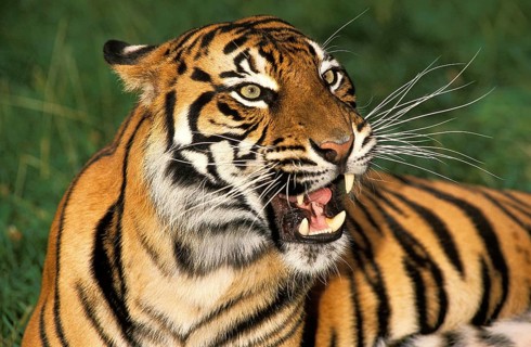 Sumatran Tiger (panthera tigris sumatrae), Portrait of Adult snarling