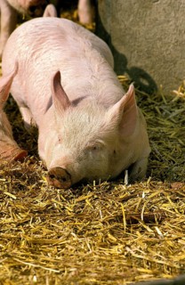Large White Domestic Pig, Piglet sleeping on Straw