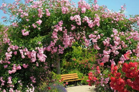 Oberderdingen, Rose Garden, Rose Arch