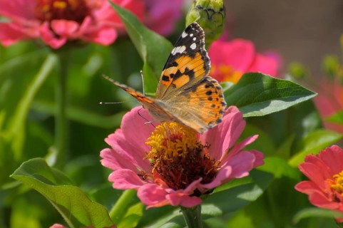 Butterfly : painted lady (Vanessa cardui) on zinnia (Zinnia violacea) flower, zinnia and thistle