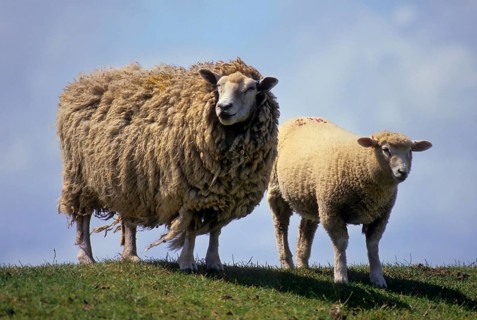 Country sheep, domestic sheep, flock of sheep at the dike, North Sea, North Frisia