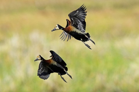 White-Faced Whistling Duck (dendrocygna viduata), Adults in Flight, Los Lianos in Venezuela