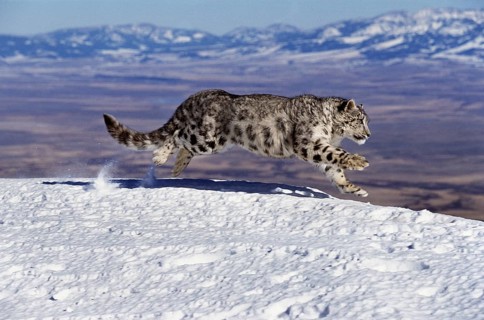 Snow leopard or ounce, uncia uncia, adult walking on snow through the mountain