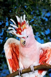 PINK KAKADU OR MAJOR MITCHELL'S major mitchell's cockatoo (cacatua leadbeateri)
