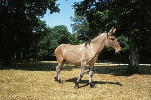Mule, cross between male donkey and female horse