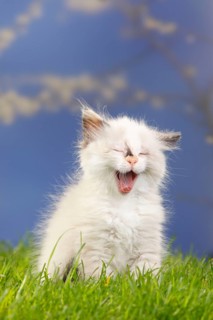Neva Masquarade, kitten, 7 weeks, Siberian Forest Cat, Siberian cat, Siberia, Neva Masquerade