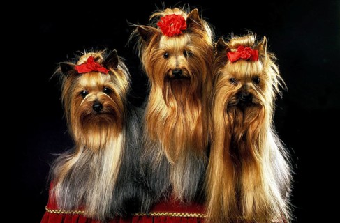 YORKSHIRE TERRIER, ADULT WELL BRUSHED BEFORE A DOG COMPETITION