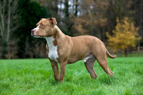 American Staffordshire Terrier, Pit Bull