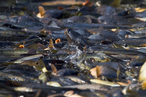 Common carp (Cyprinus carpio) in fishing net, during fishing of carp pond, Stradower Teiche,