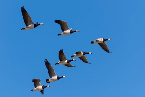 Barnacle geese (Branta leucopsis) Lower Saxony, Germany, Europe