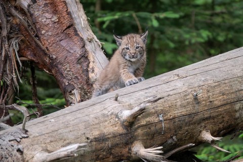 Baby Eurasian lynx (Lynx lynx) climbing on tree trunk, Wildpark Mautern, Styria, Austria, Europe