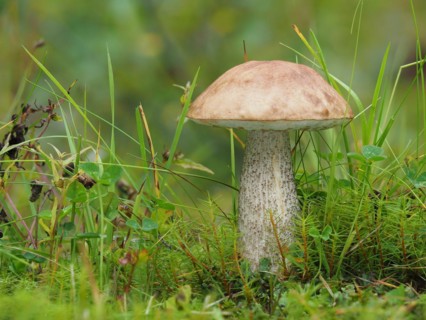 commonly known as the rough-stemmed bolete, scaber stalk, and birch bolete (Leccinum scabrum), is