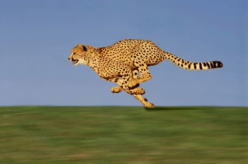 CHEETAH (acinonyx jubatus), Adult running through Savannah