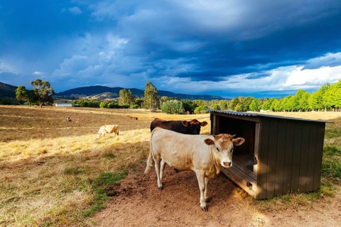 Farm landscape with cattle near sunset on a stormy afternoon in Yackandandah, Victoria, Australia,