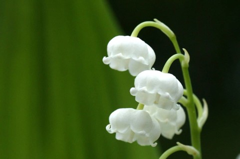 Lily of the Valley (convallaria majalis)