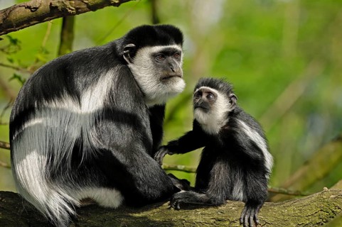 Guereza (Colobus guereza), female with young, mantle monkey