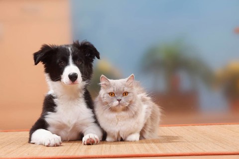 Border collie, puppy, 13 weeks, and British longhair, lilac-white, British longhair cat,