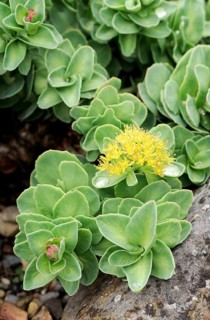 Roseroot, Golden Root (Rhodiola rosea), Aaron's Rod