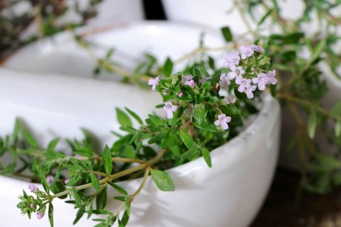 Broad-leaved thyme (Thymus pulegioides), mortar