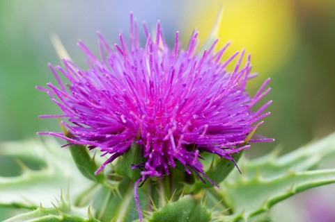 Carduus marianus (Silybum marianum) (Carduus marianus), Milk thistle Silybum marianum