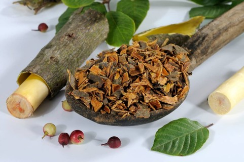 Alder buckthorn (Rhamnus frangula) Saprophyte bark, buckthorn (Rhamnaceae)