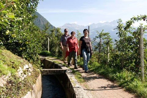 Hiker on Waalweg, Algund, Merano, South Tyrol, Italie (Hiker) on Waalweg, Algund, Merano, South