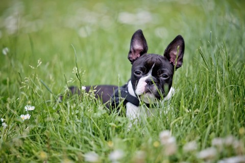 Cute Playful young Boston Terrier Puppy in the Grass in Summer