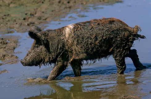 Mangalica pig, Mangalitza, Mangaliza, sheep pig, Mangalitza woolly pig in the wallow