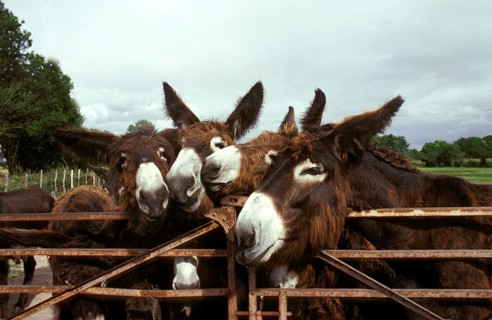 Poitou donkey or Baudet du Poitou, a French breed, group at Paddock's Door