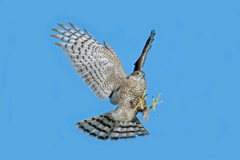 Eurasian sparrowhawk (accipiter nisus), adult in flight against blue sky