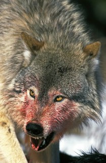 North American mackenzie valley wolf (canis lupus occidentalis), bloody portrait of an adult
