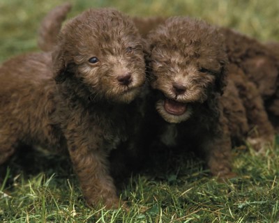 Bedlington Terrier, puppy on grass