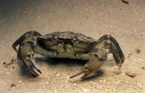 European Shore Crab (carcinus maenas), Adult