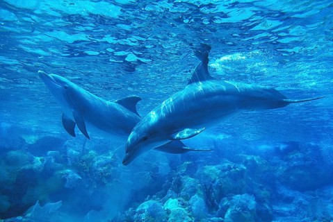 Bottlenose Dolphin (tursiops truncatus)