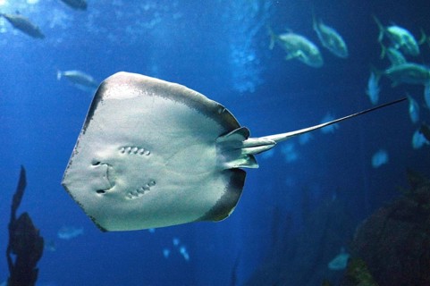 RAY, UNDERSIDE VIEW