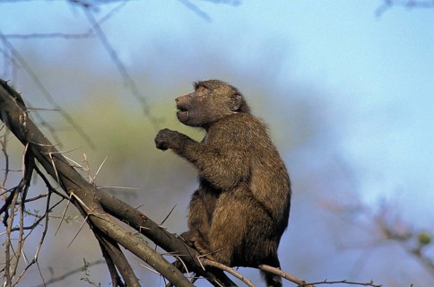 Olive Baboon (papio anubis), Adult standing in Acacia Tree, Masai Mara Park in Kenya