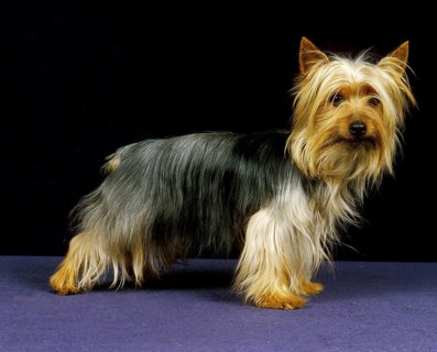 Silky Terrier, Dog against black Background