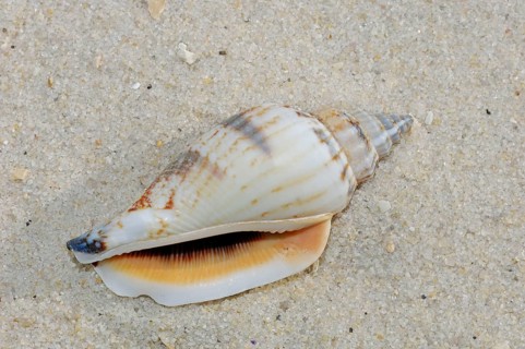 Sea snail, snail shell (Strombus urceus)